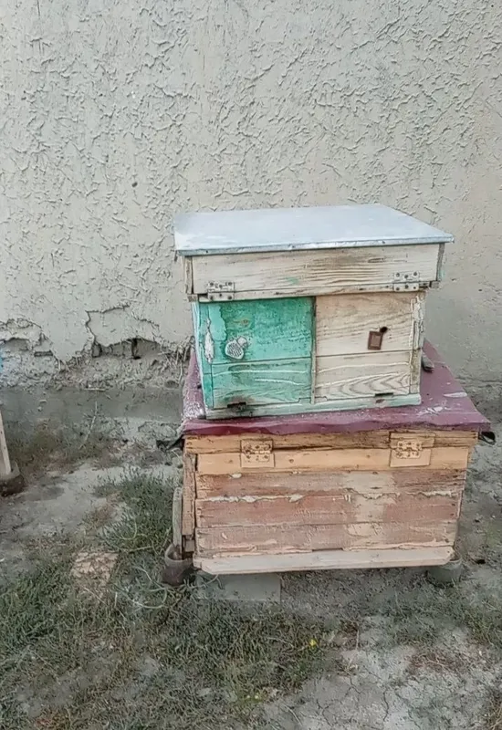 Asalarilar sotiladi, 6 quti asal arilar 1