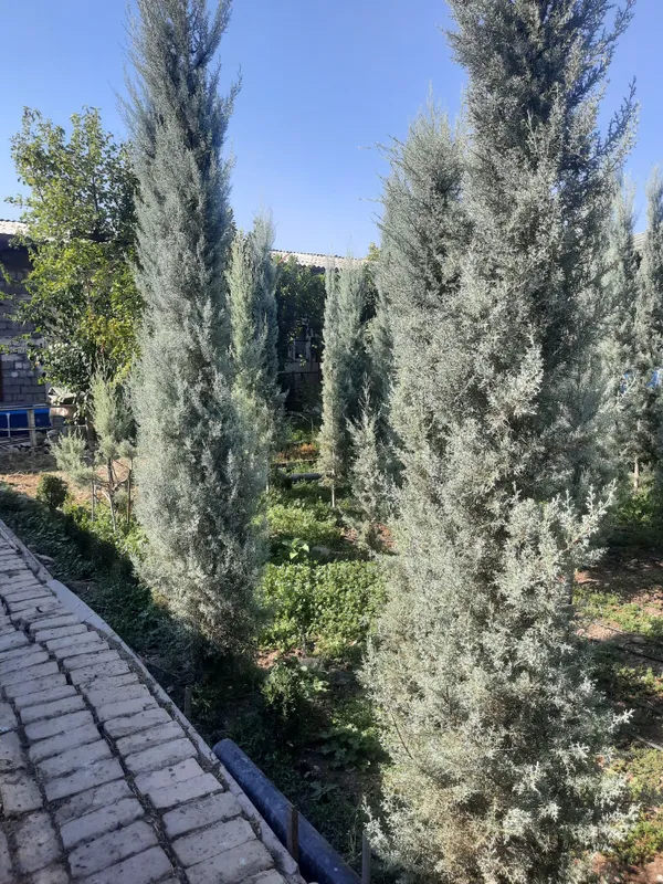 аризонский кипарис италия 3 аризонский кипарис италия 3