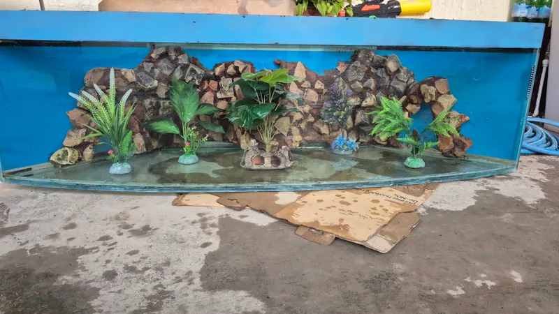 akvarium 300 l 2mt kelip olip ketasiz 2mln som akvarium 300 l 2mt kelip olip ketasiz 2mln som