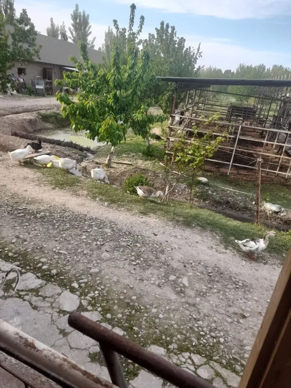Гозлар сотилади 4та эркак 5та ургочи — фото 3