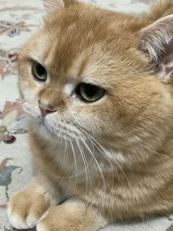 Вязка британского кота золотой шиншилы — фото 1