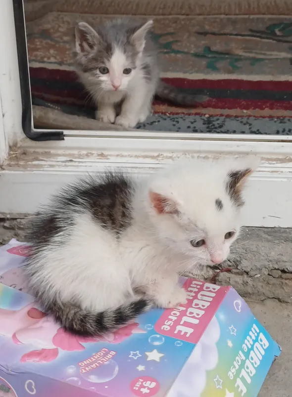 Отдам котят в добрые руки — фото 4