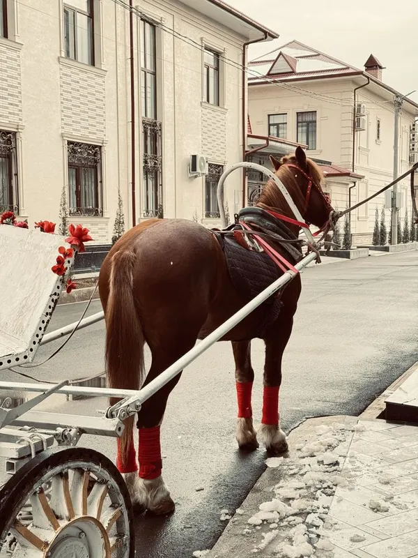 Лошадь породой абакан — фото 1