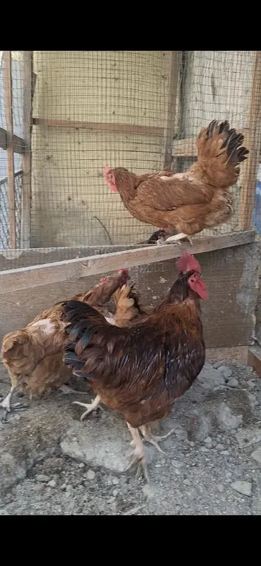 Дакан 1та хуроз 2та макион ва пародали товуклар сотилади — фото 6