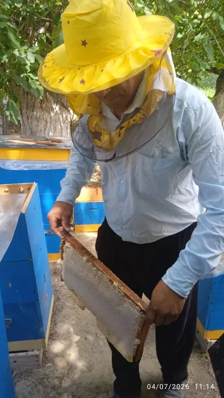 Togʻ asali sotiladi Togʻ asali sotiladi