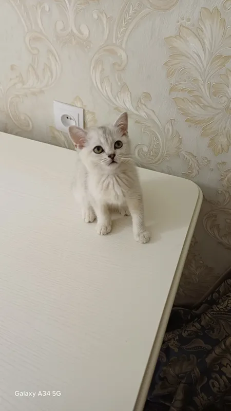Котёнок продаётся! 1