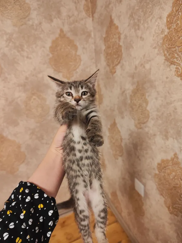 Моих котят подарю хорошим людям 3