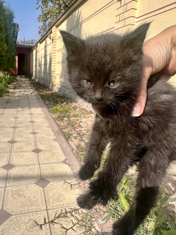 Похожи на британцев , 1 месяц, котята 4