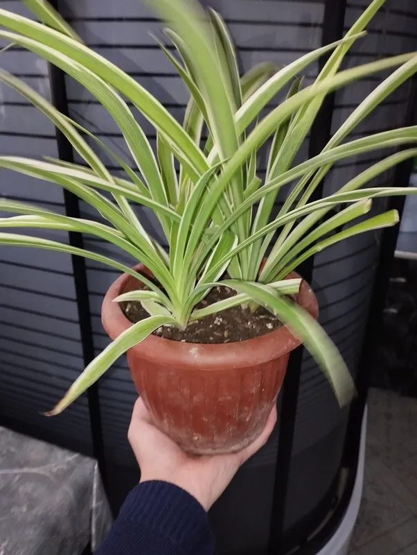 xloraftrum