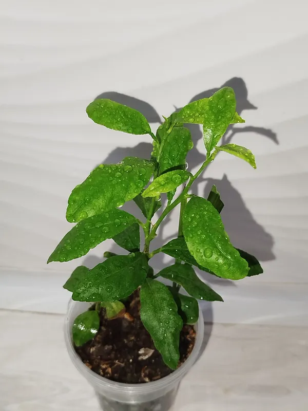 Limon detkasi лимон 1 Limon detkasi лимон 1