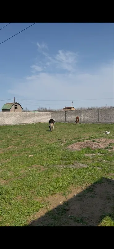 Toy tepa yer uchaska sotladi