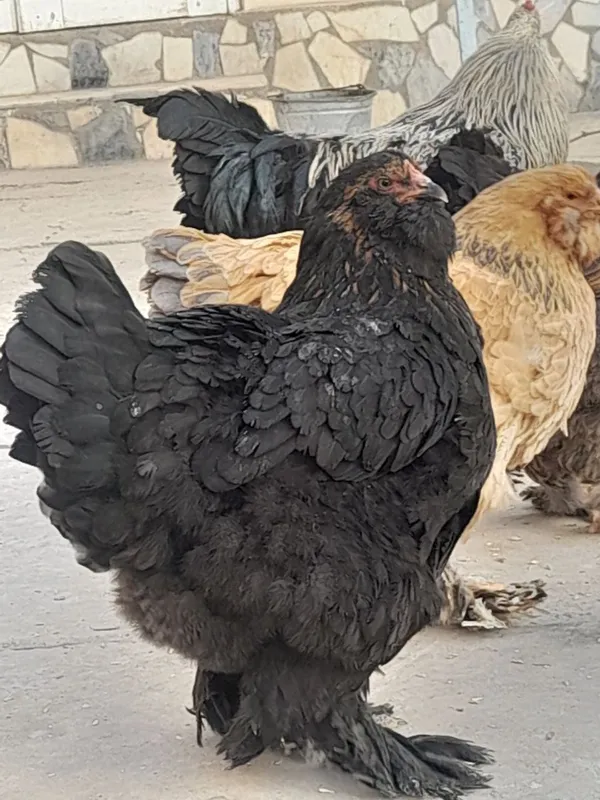 Brama tovuq va xoʻrozlar sotiladi — фото 2