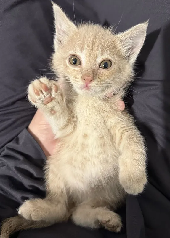 Котенок в добрые руки — фото 2