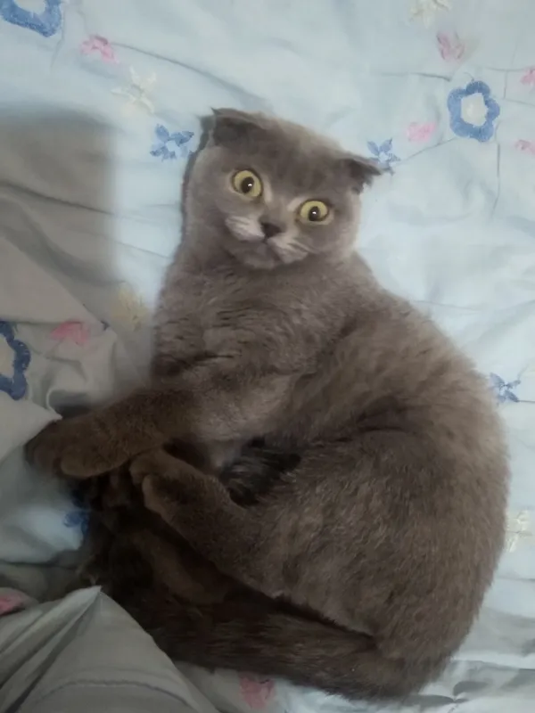 чистокровный скоттиш-фолд 2