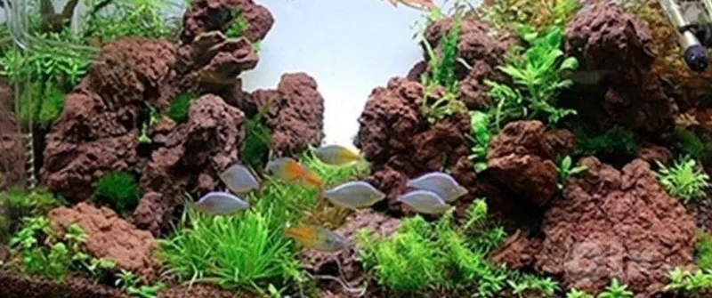 Akvarium: xizmat ko‘rsatish 7 Akvarium: xizmat ko‘rsatish 7