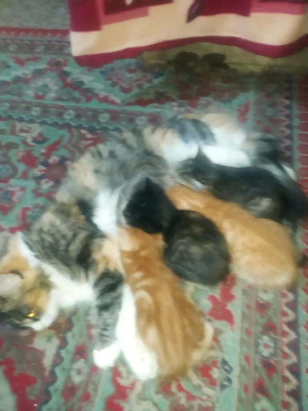 Продаются котята в хорошие руки