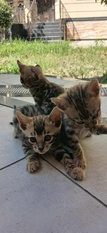 Bengal F1 4 dev 1 molchik 2