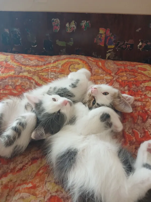 Домашний котёнок, 4-месячный мальчик, здоровый, чистый, аккуратный 2 Домашний котёнок, 4-месячный мальчик, здоровый, чистый, аккуратный 2