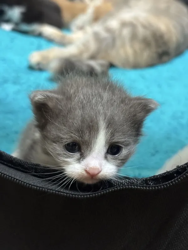 Продаются милые котята, возраст 3 недели