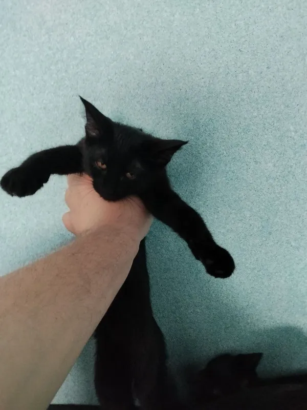 Котята метисы Мейн Кун — фото 2