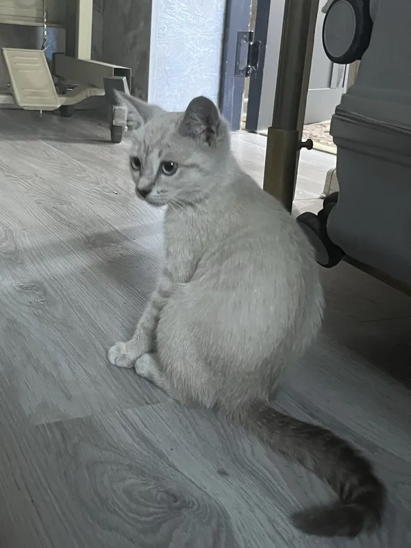 Сиамские кошкааа 2 Сиамские кошкааа 2