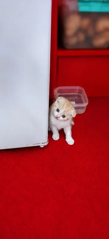 Продаются котята Шотландские скотиш фолд 2 Продаются котята Шотландские скотиш фолд 2