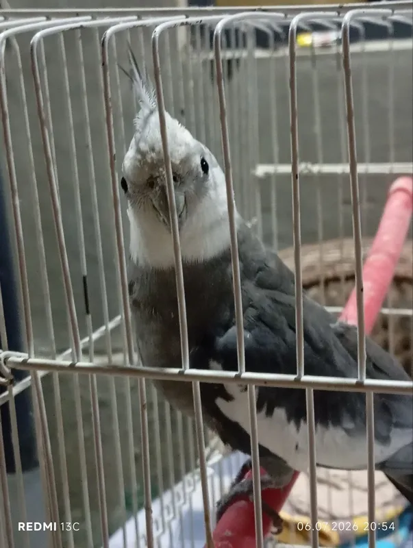 Karella qush papugayi 3