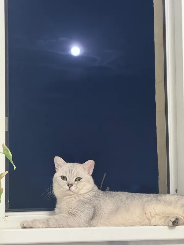 Вязка