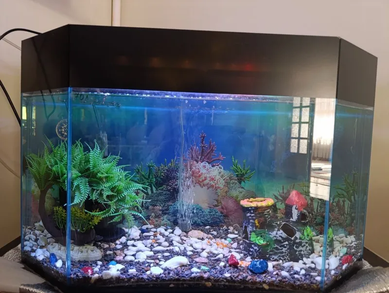 Akvarium sifatli sokin juda chiroyli ideal tanlov zo'r dizayn