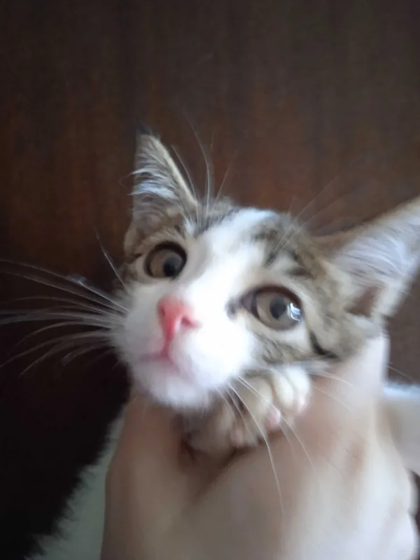 Серобелый котёнок мальчик, 3 месяца. 4