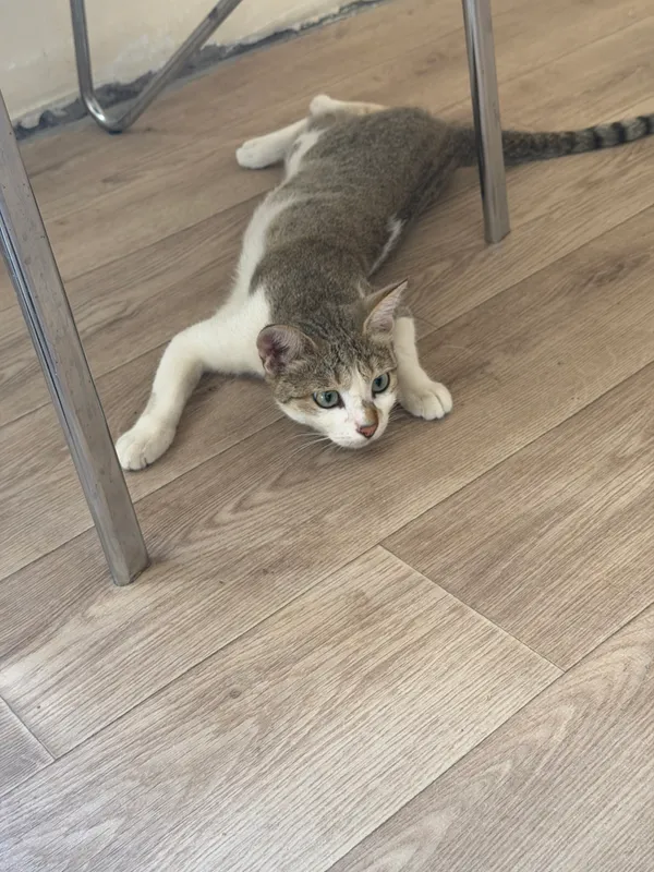 Кошка 1 Кошка 1