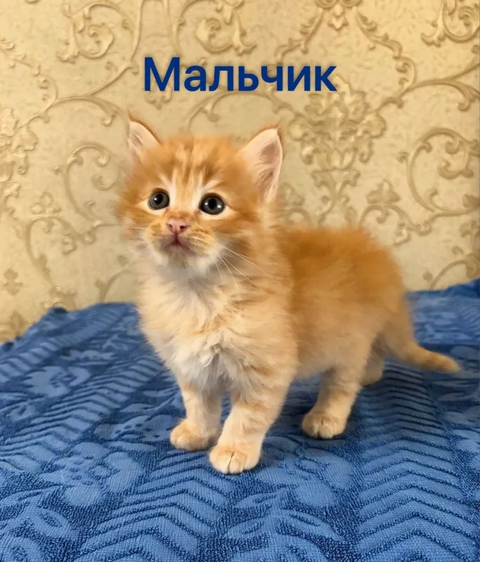 Котята.домашние — фото 3