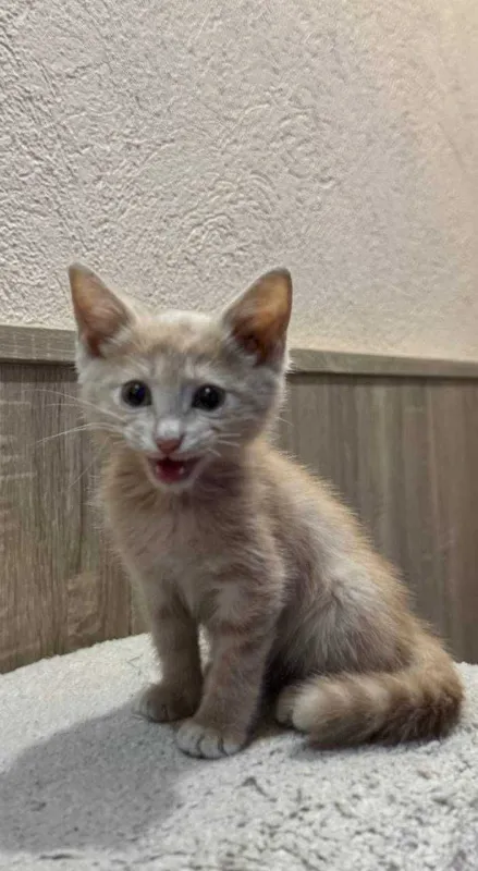 Котенок ищет любящий дом 3