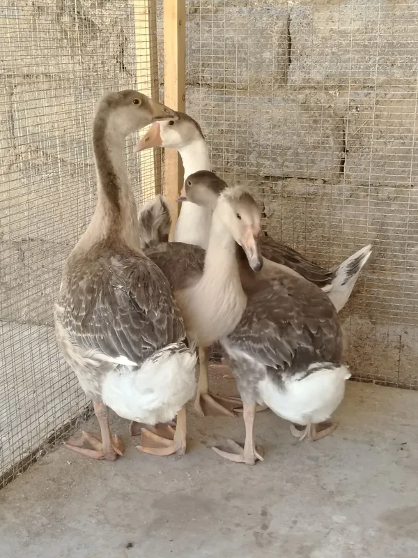 G'ozlar sotiladi 1 G'ozlar sotiladi 1