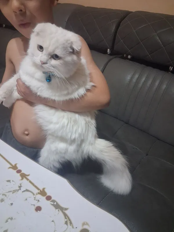 Кот продаётся. 11 месяцев. Мальчик. Есть паспорт. Прививки сделаны. 1 Кот продаётся. 11 месяцев. Мальчик. Есть паспорт. Прививки сделаны. 1