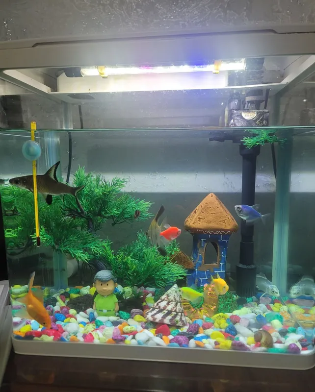 Akuvarium full 30-35 L 2 Akuvarium full 30-35 L 2