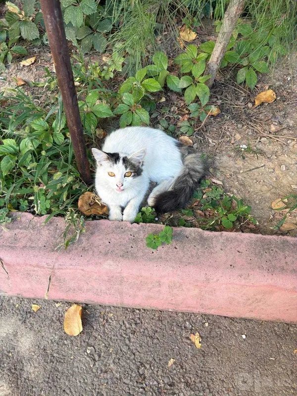 Ikki rangli turk angorasi, urg‘ochi mushukcha, 5 oylik. Ikki rangli turk angorasi, urg‘ochi mushukcha, 5 oylik.