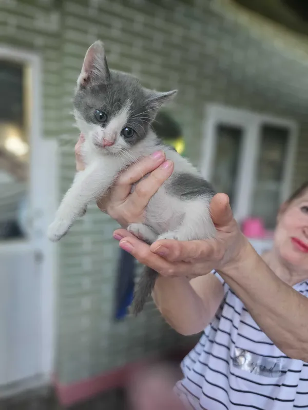 Котята в добрые руки 3 Котята в добрые руки 3