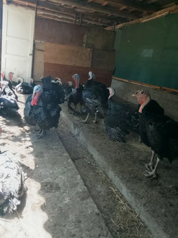 Продаются французские куры 708 1 Продаются французские куры 708 1