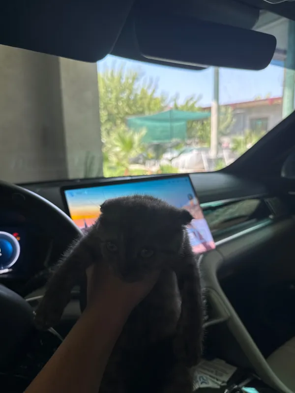 Шотландский вислоухий котёнок (Scottish Fold), 2 месяца 5 Шотландский вислоухий котёнок (Scottish Fold), 2 месяца 5