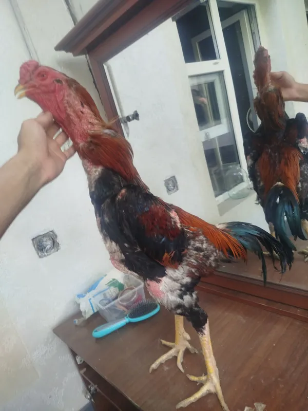 Dakan horozzzzz Horoz sotladi yeb icwi cotkii 5 kilo nari beri ves bo — фото 2