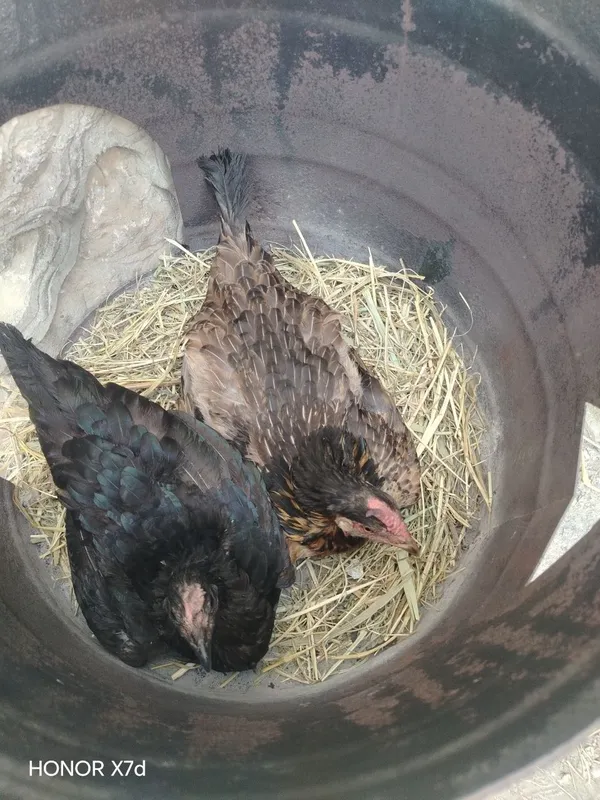 kurk tovuqlar 2 dona. Ikkalası ham tuxum bosıb yotıbdı 4 5 kun böldı. 1 kurk tovuqlar 2 dona. Ikkalası ham tuxum bosıb yotıbdı 4 5 kun böldı. 1
