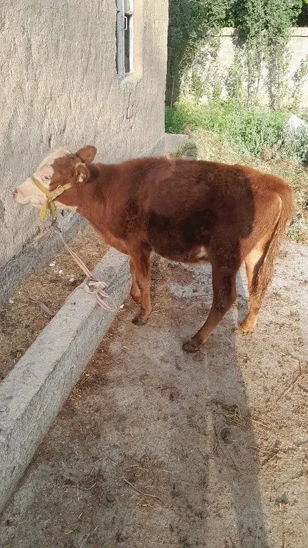 Grenfort gunojin sotladi 7 Grenfort gunojin sotladi 7