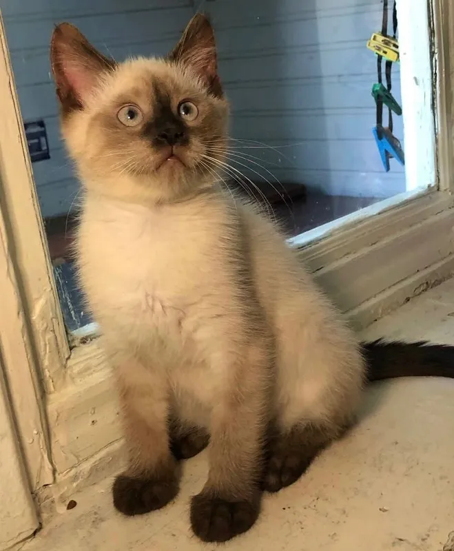 продаются котята продаются котята