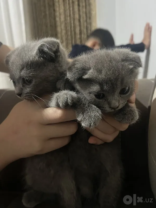 Шотландский кошки 3 Шотландский кошки 3