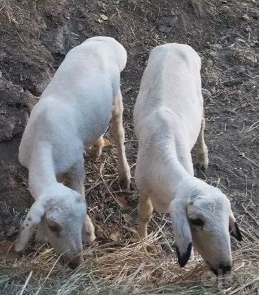 Эгиз кучкорлар сотилади. 3 Эгиз кучкорлар сотилади. 3