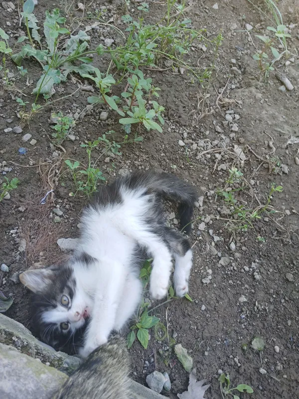 котёнок
