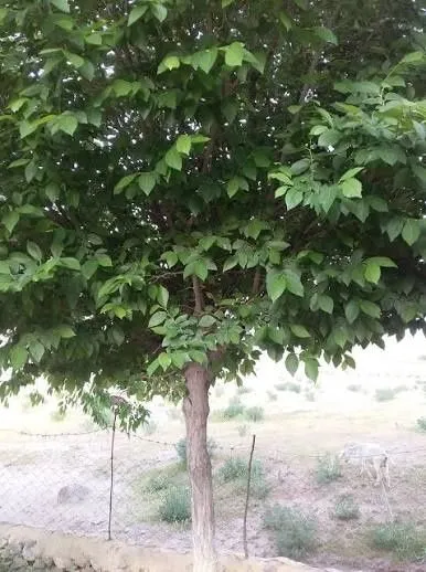 Чинни гужум, Chinni gujum