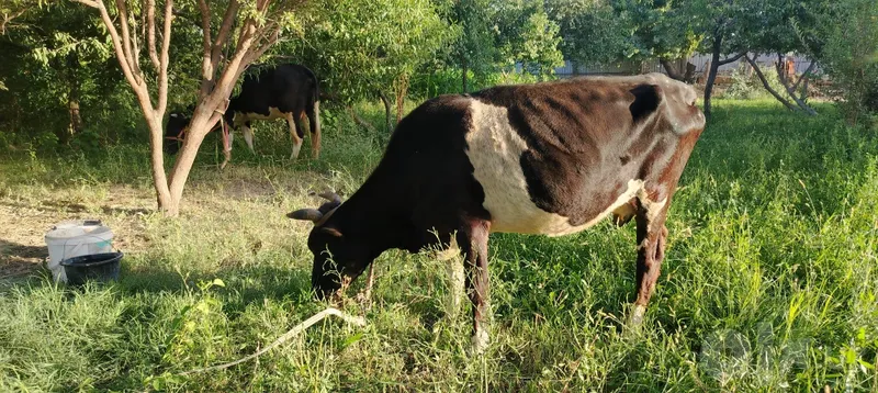 Ona bola sigir sotilasi 5 Ona bola sigir sotilasi 5