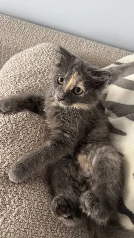 Пристраивается котенок-девочка — фото 1